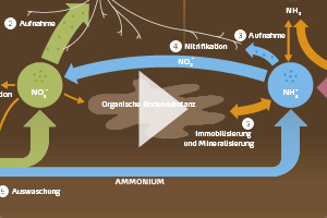 Umsetzung von D&uuml;ngerstickstoff im Boden