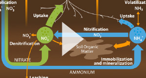 Transformations od fertilizer nitrogen in the soil