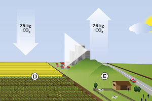 Life cycle carbon footprint of Nitrogen fetilizers